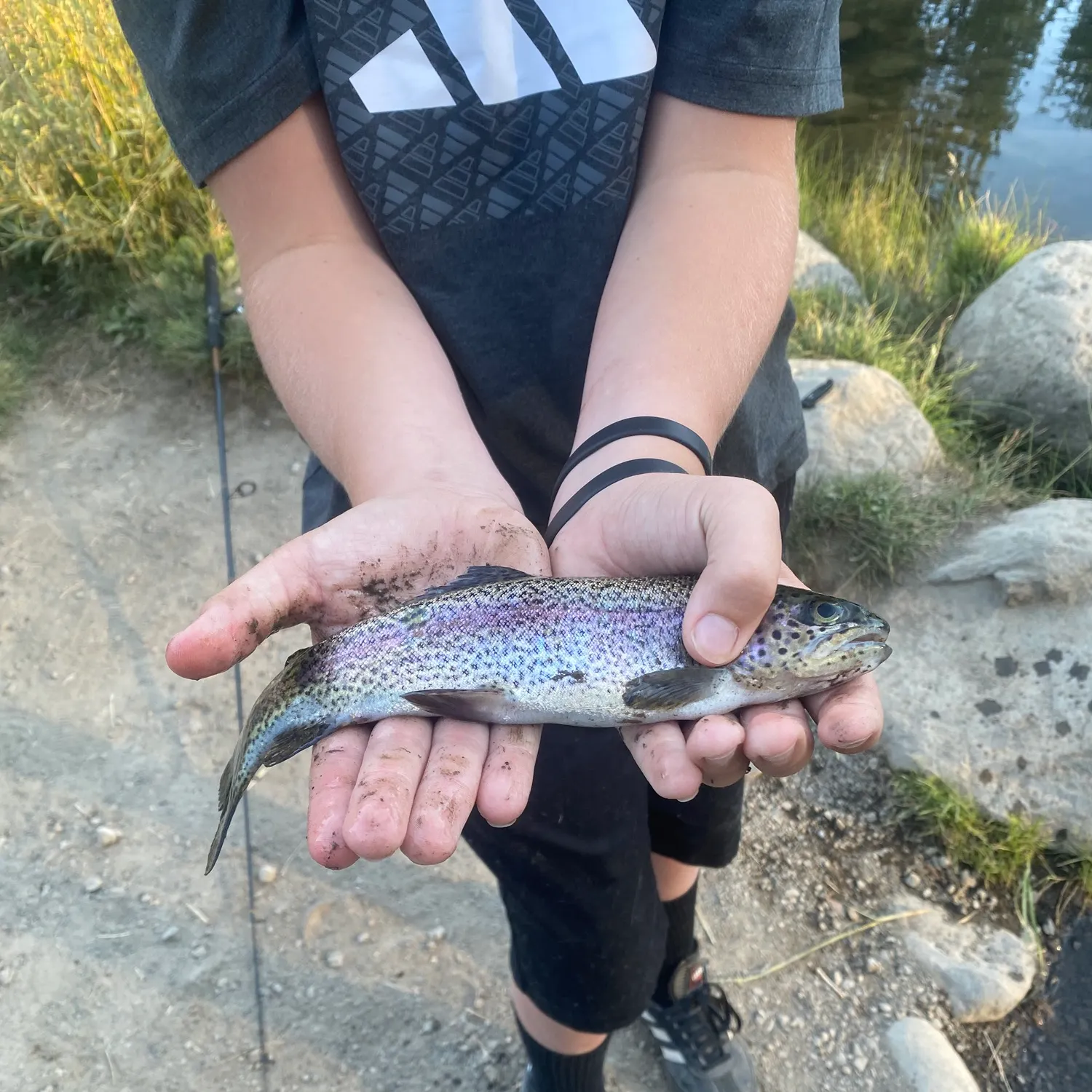 Rainbow trout caught on Fishbrain