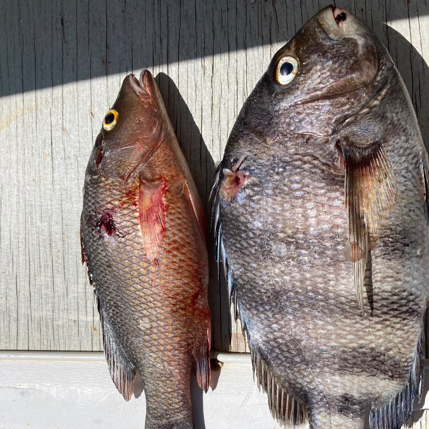 Sheepshead caught on Fishbrain