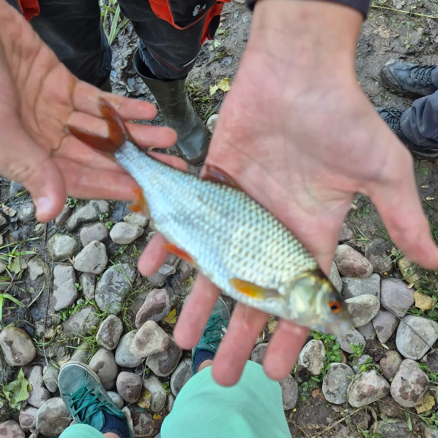 Common rudd caught on Fishbrain
