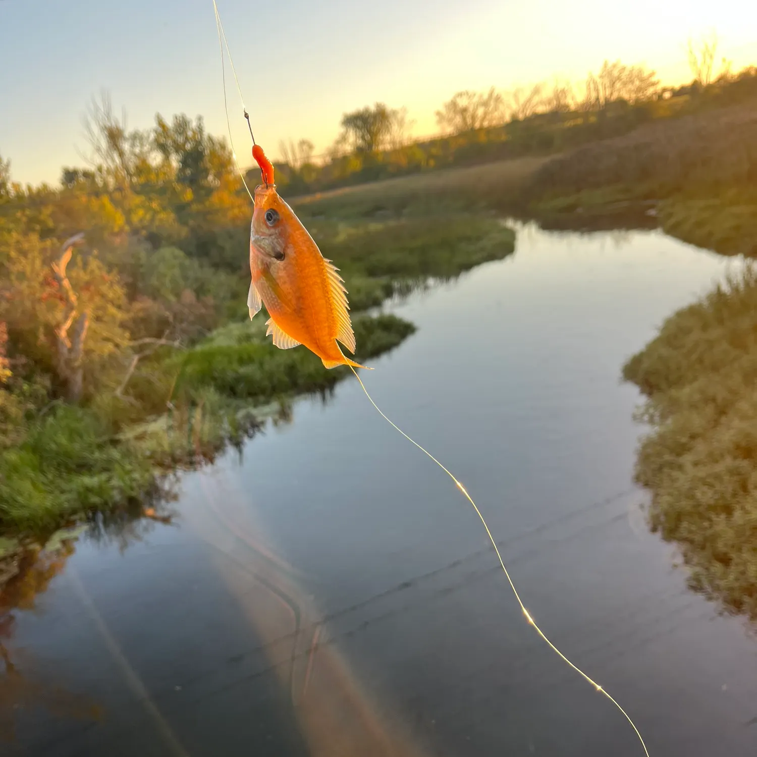 Bluegill caught on Fishbrain