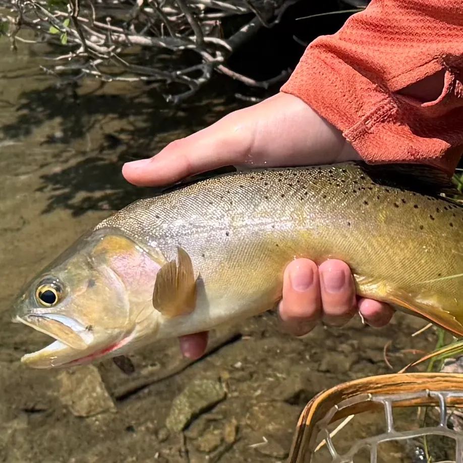 Cutthroat trout caught on Fishbrain