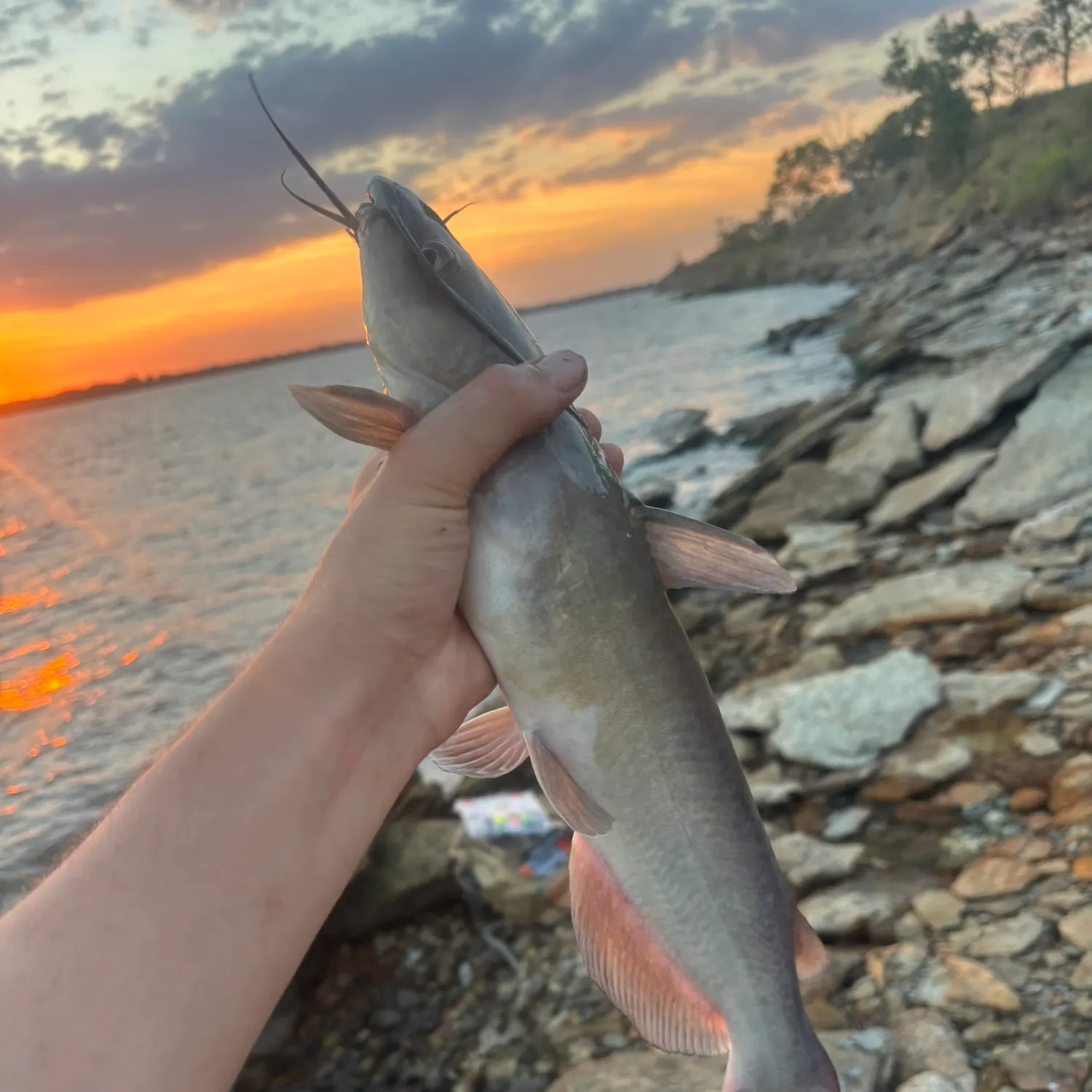 Channel catfish caught on Fishbrain