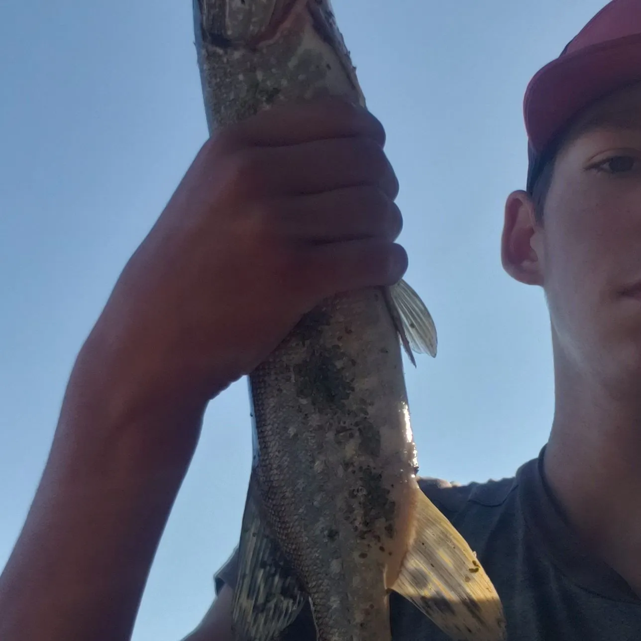 Northern pike caught on Fishbrain