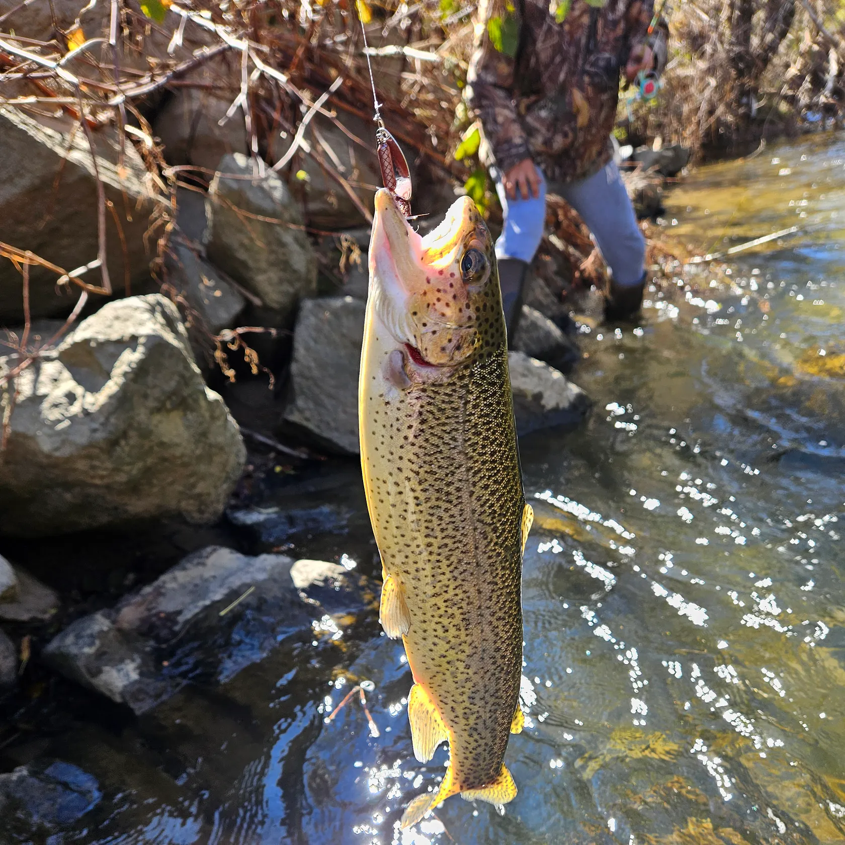 recently logged catches