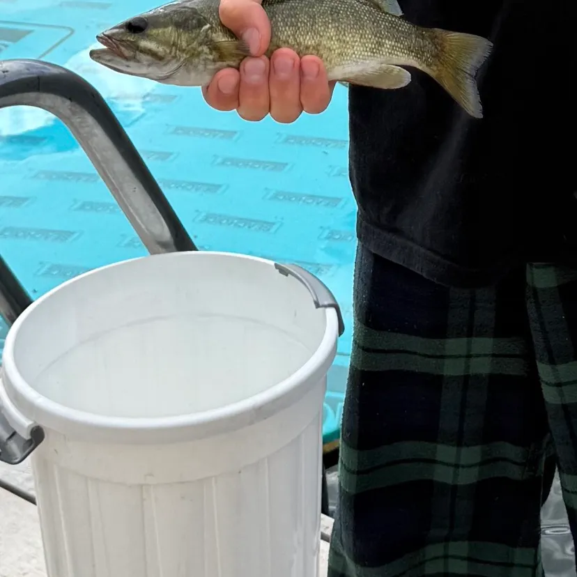 Smallmouth bass caught on Fishbrain