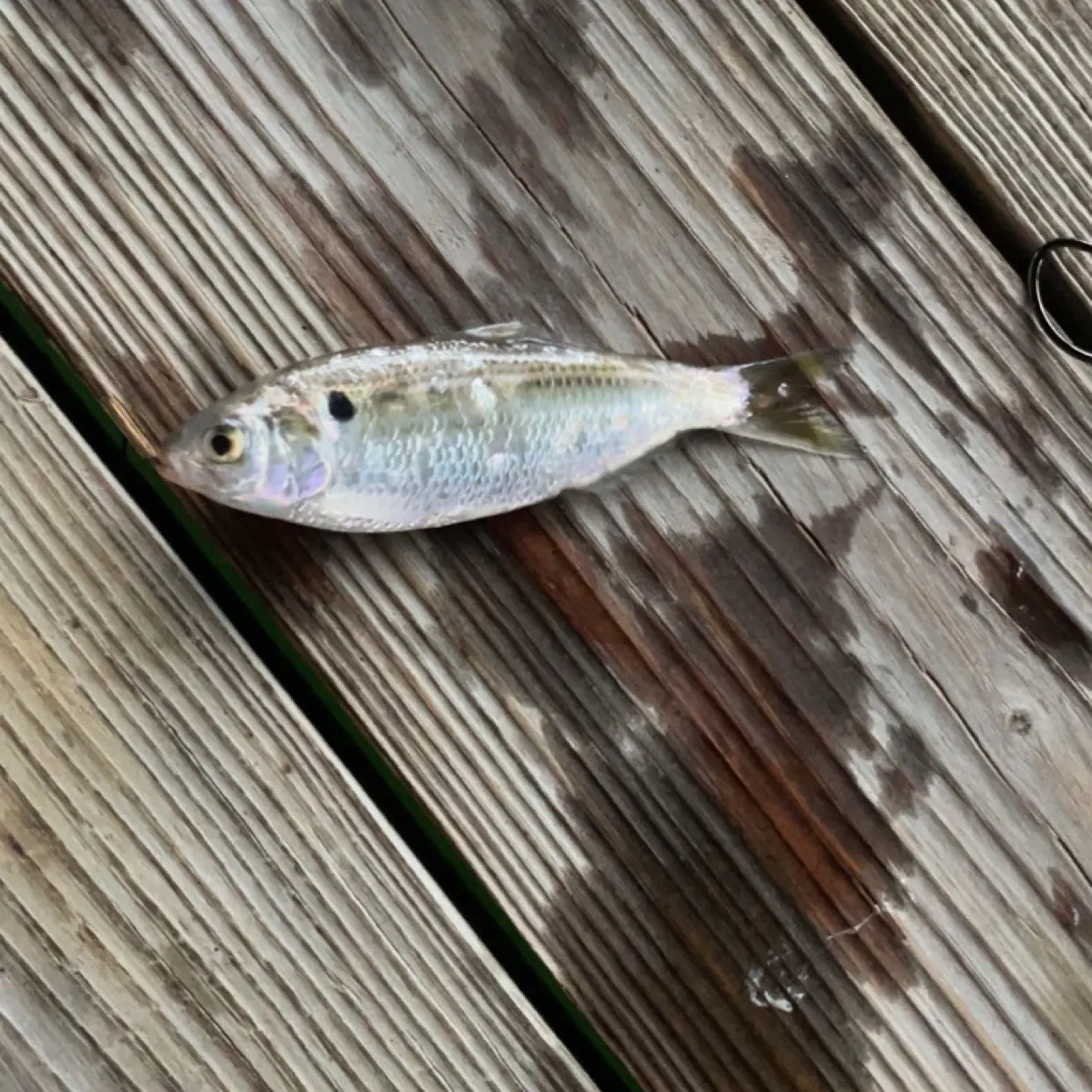 The most recent Threadfin shad catches on Fishbrain