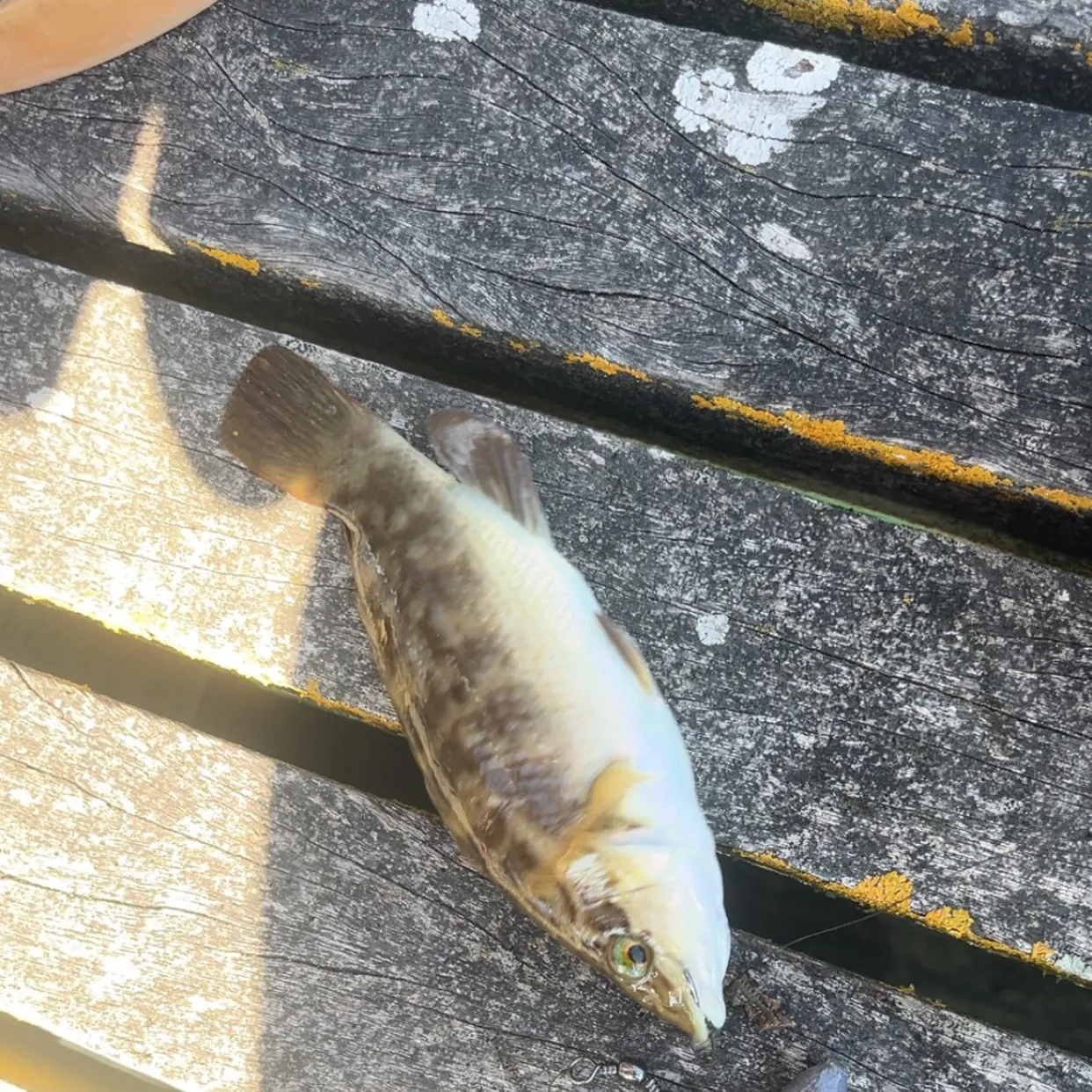The most recent Spotty wrasse catches on Fishbrain