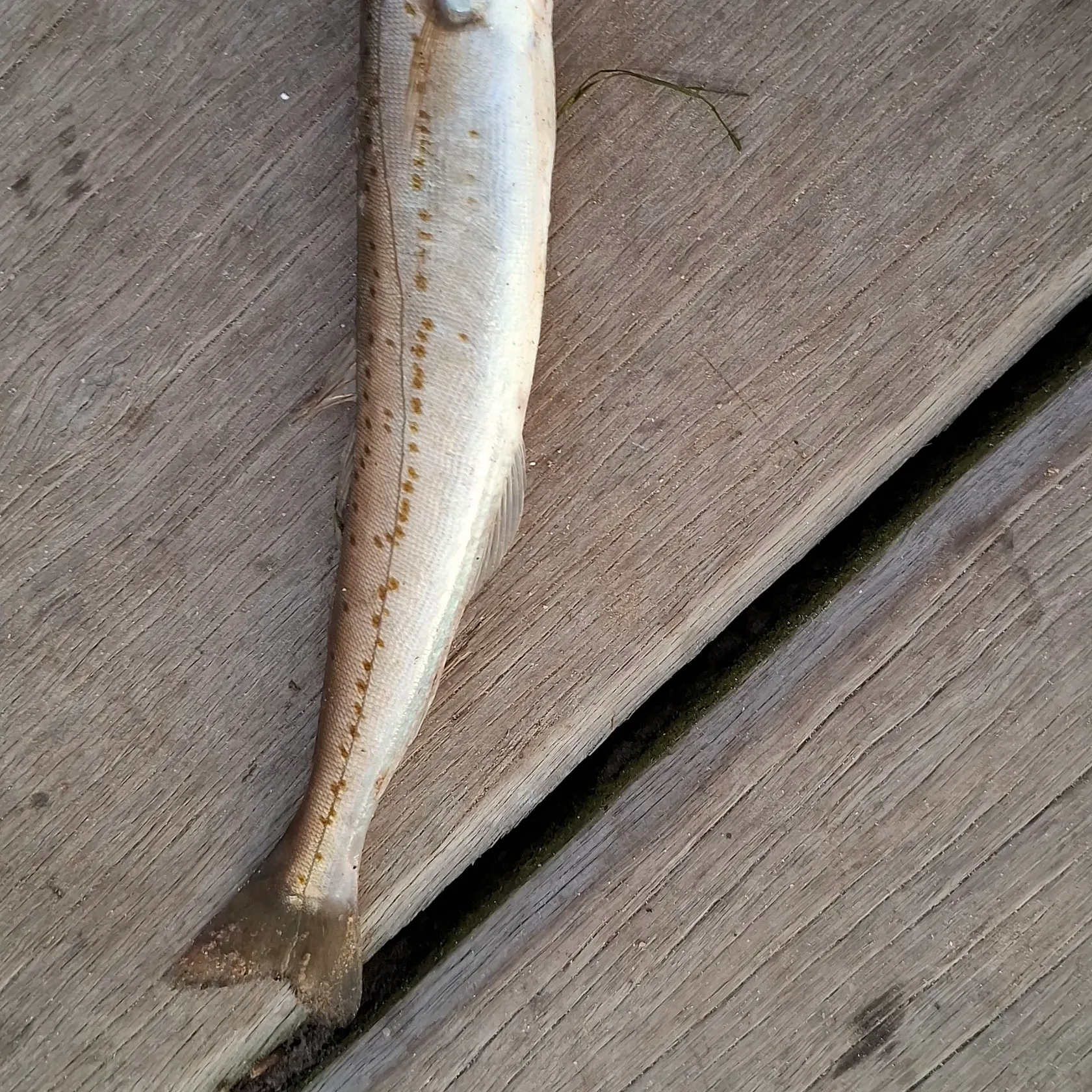 The most recent King George whiting catches on Fishbrain
