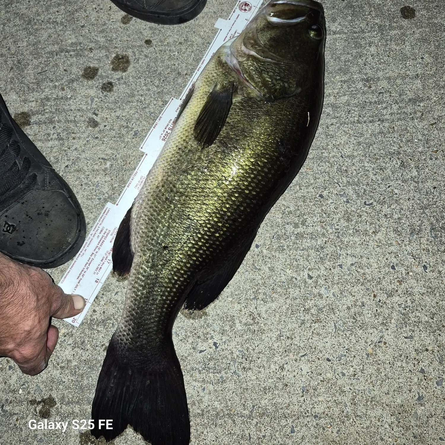 Largemouth bass caught on Fishbrain