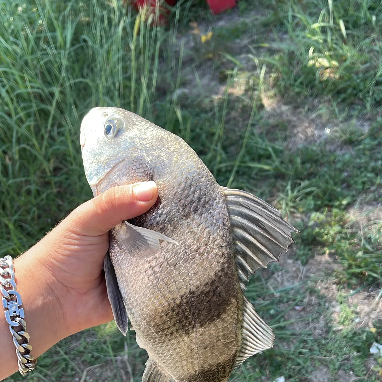 Black drum caught on Fishbrain