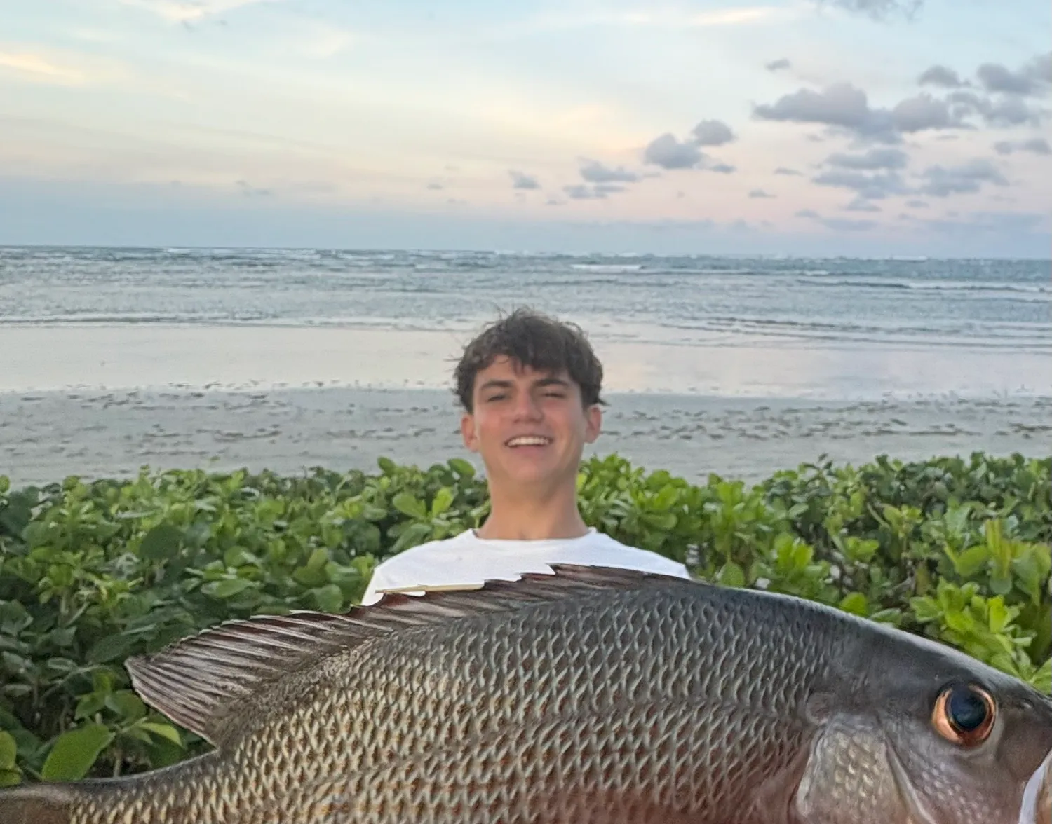 Pacific cubera snapper