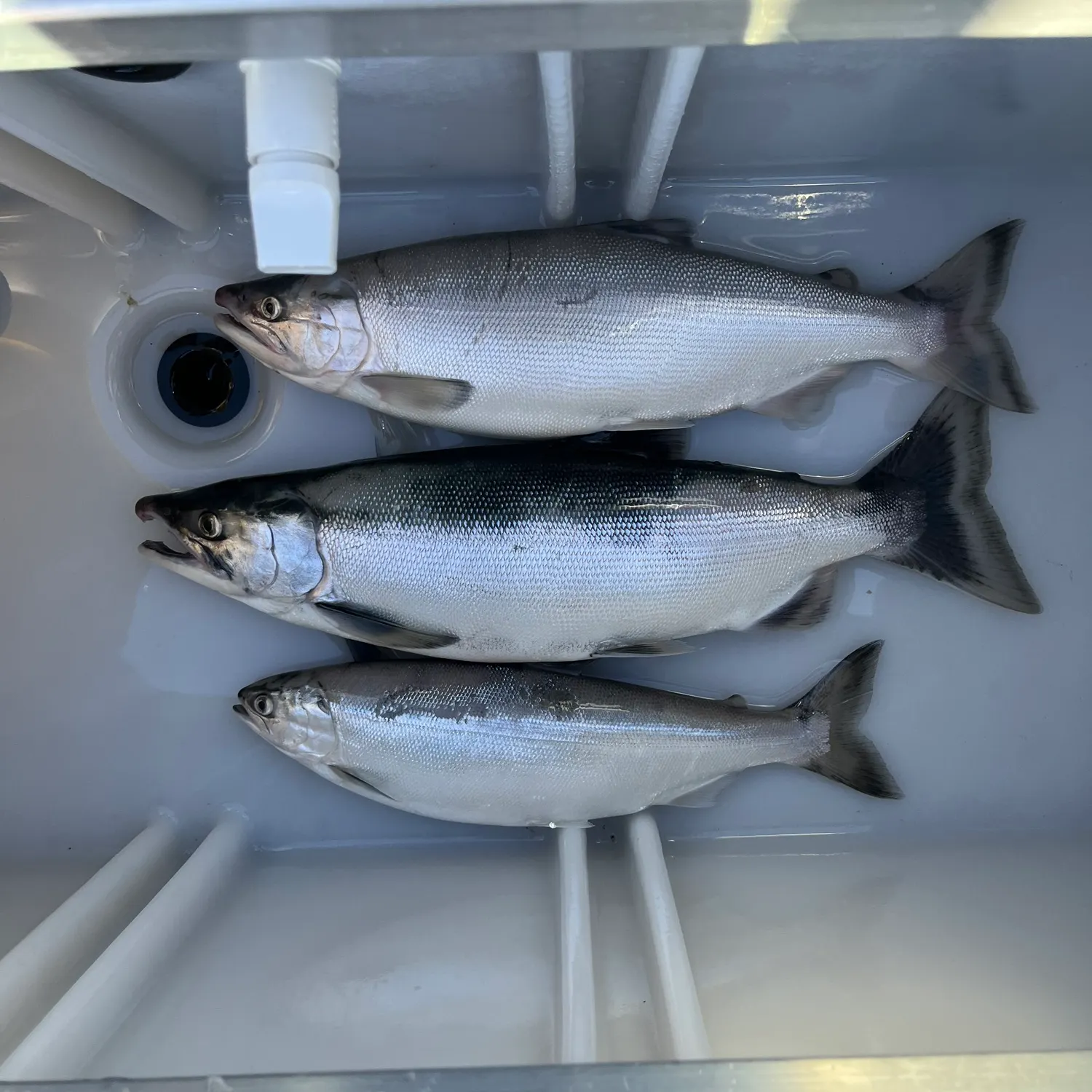 The most recent Kokanee salmon catches on Fishbrain