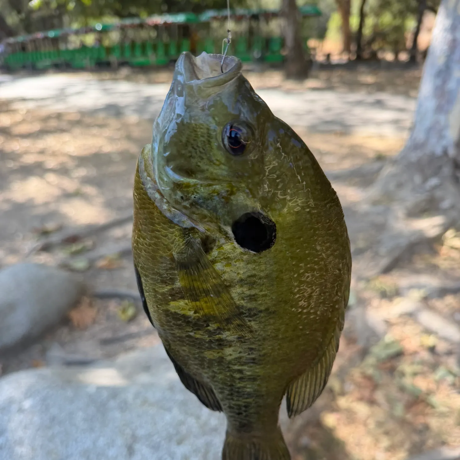 Redear sunfish caught on Fishbrain