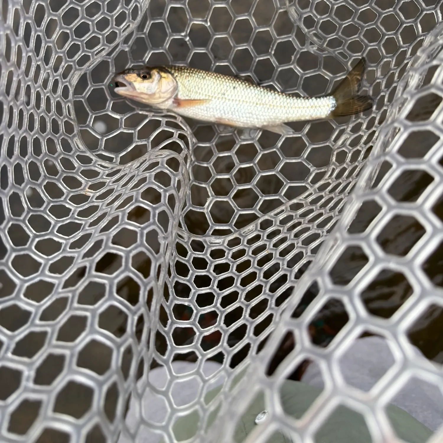 Fallfish caught on Fishbrain