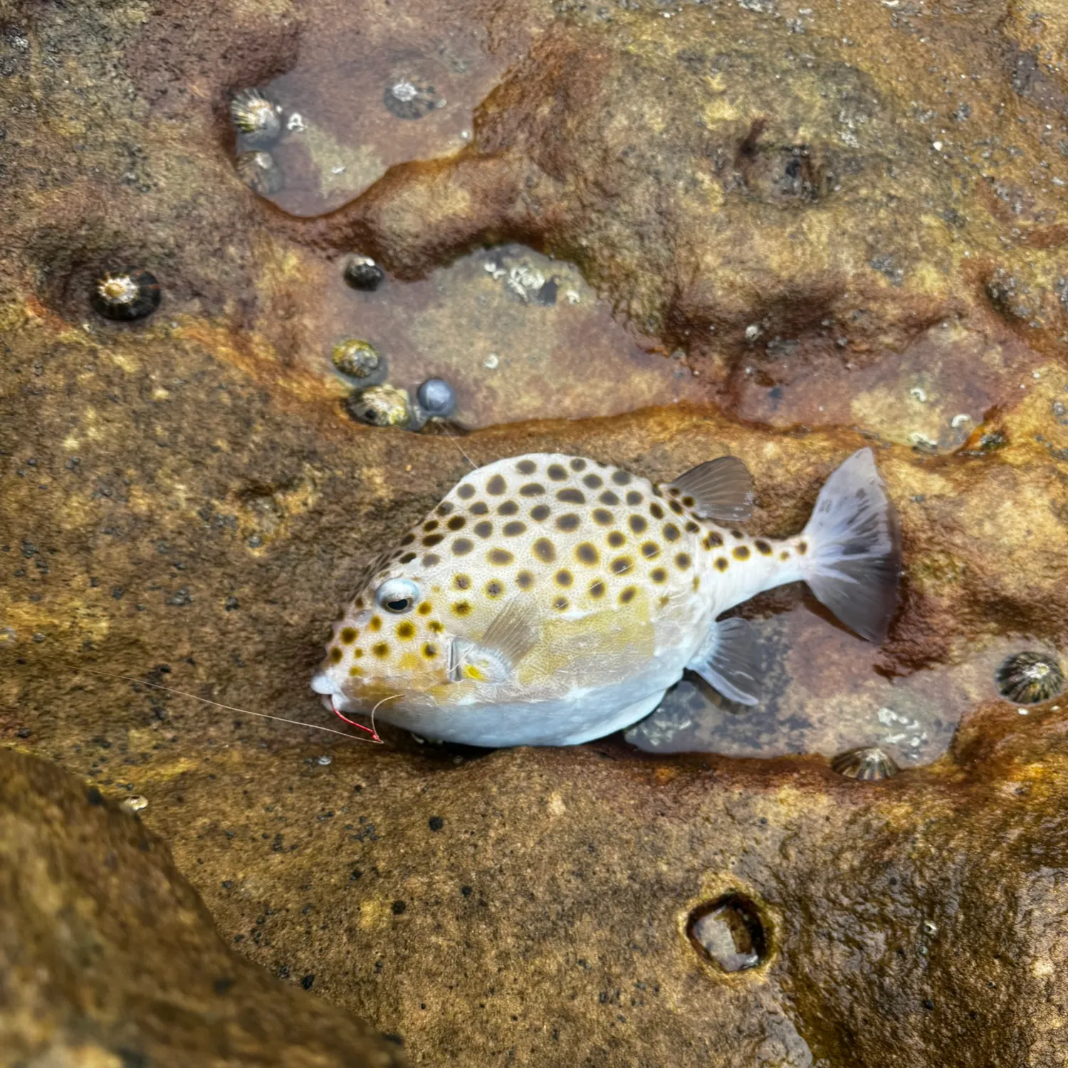 The most recent Western smooth boxfish catches on Fishbrain