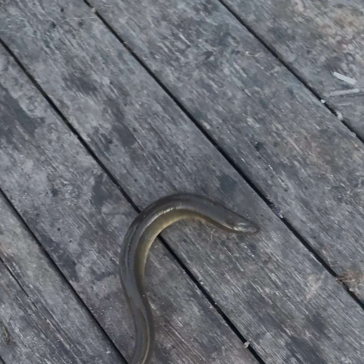 The most recent European eel catches on Fishbrain