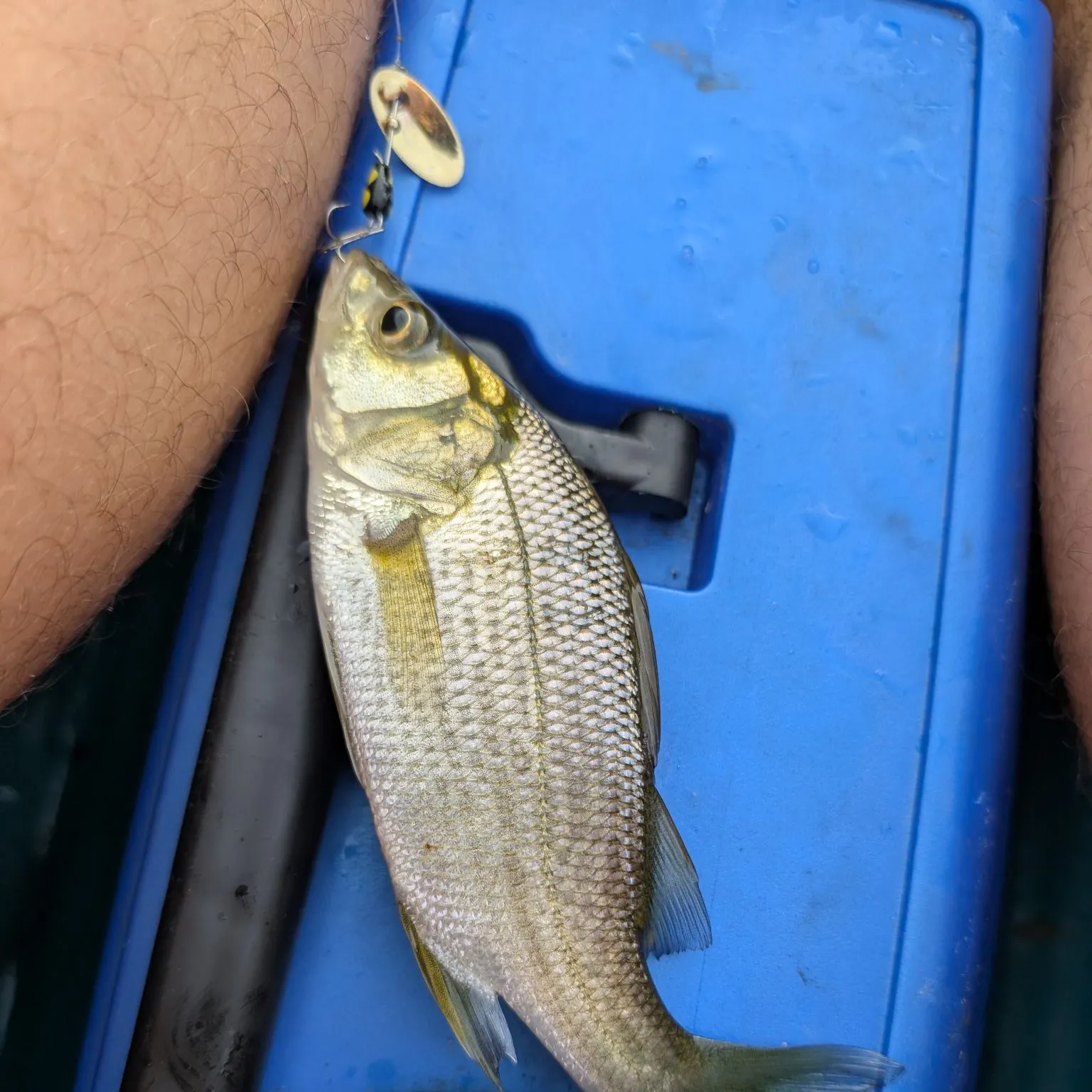White perch caught on Fishbrain