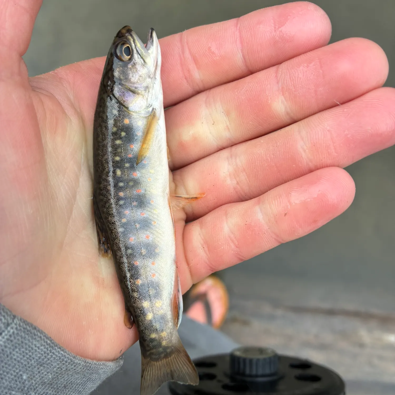 Brook trout caught on Fishbrain