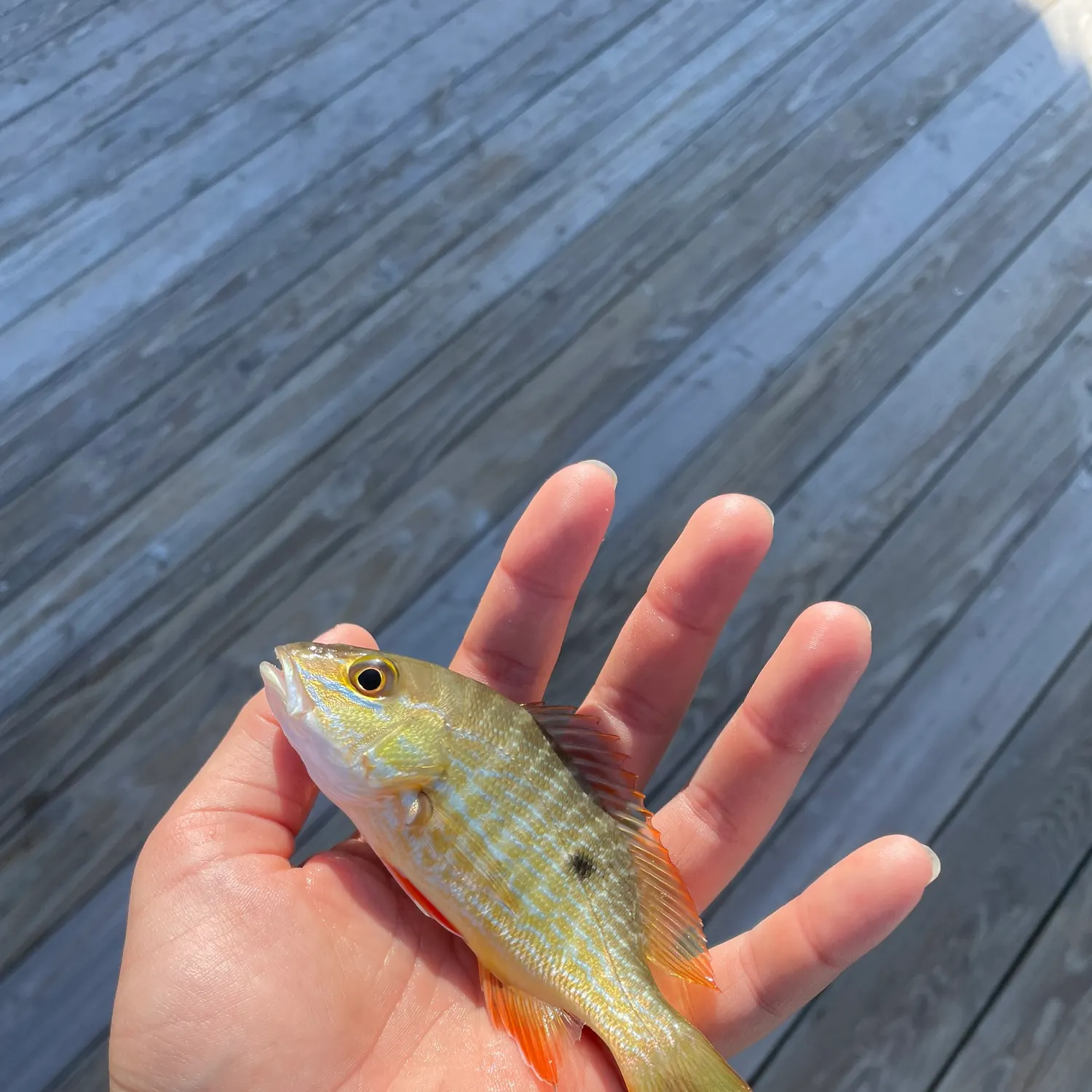 The most recent Mutton snapper catches on Fishbrain