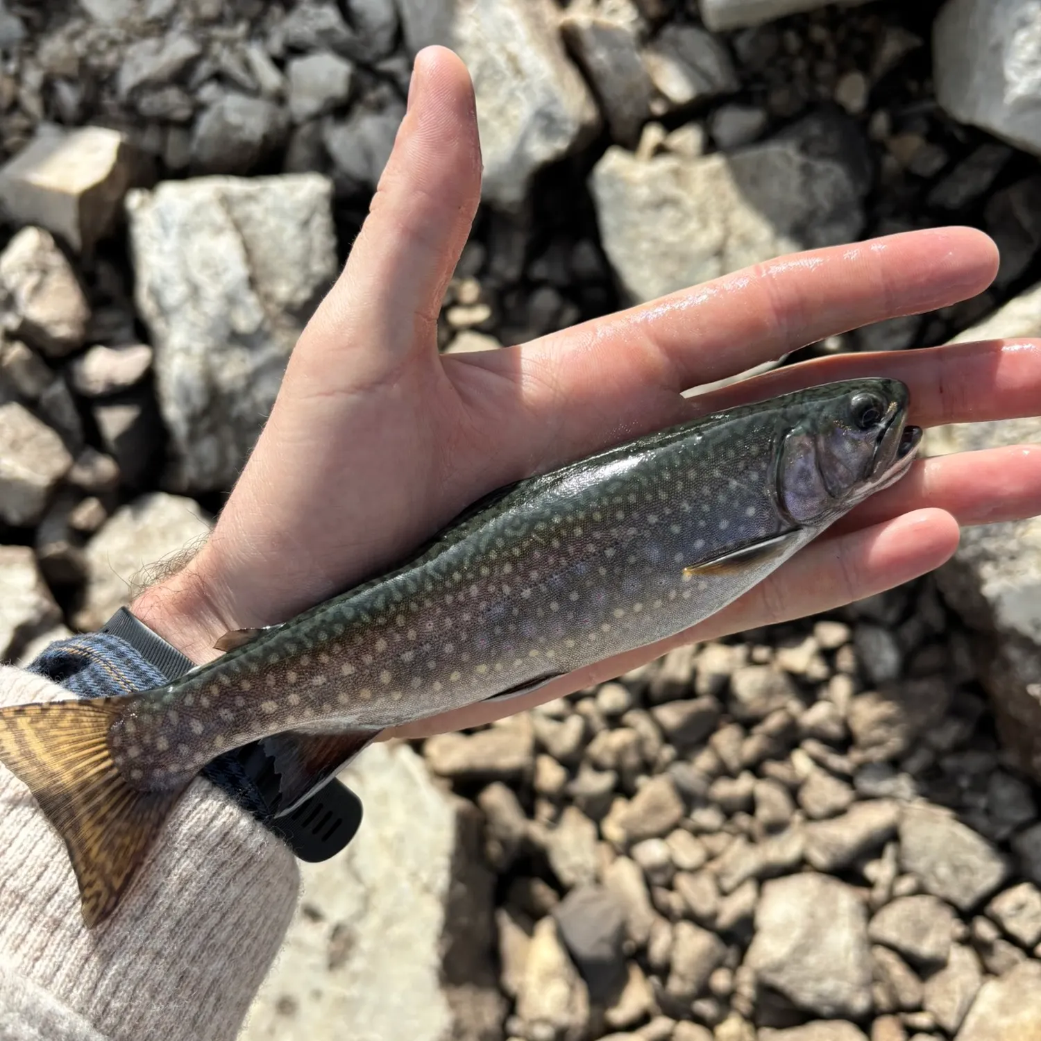 Brook trout caught on Fishbrain