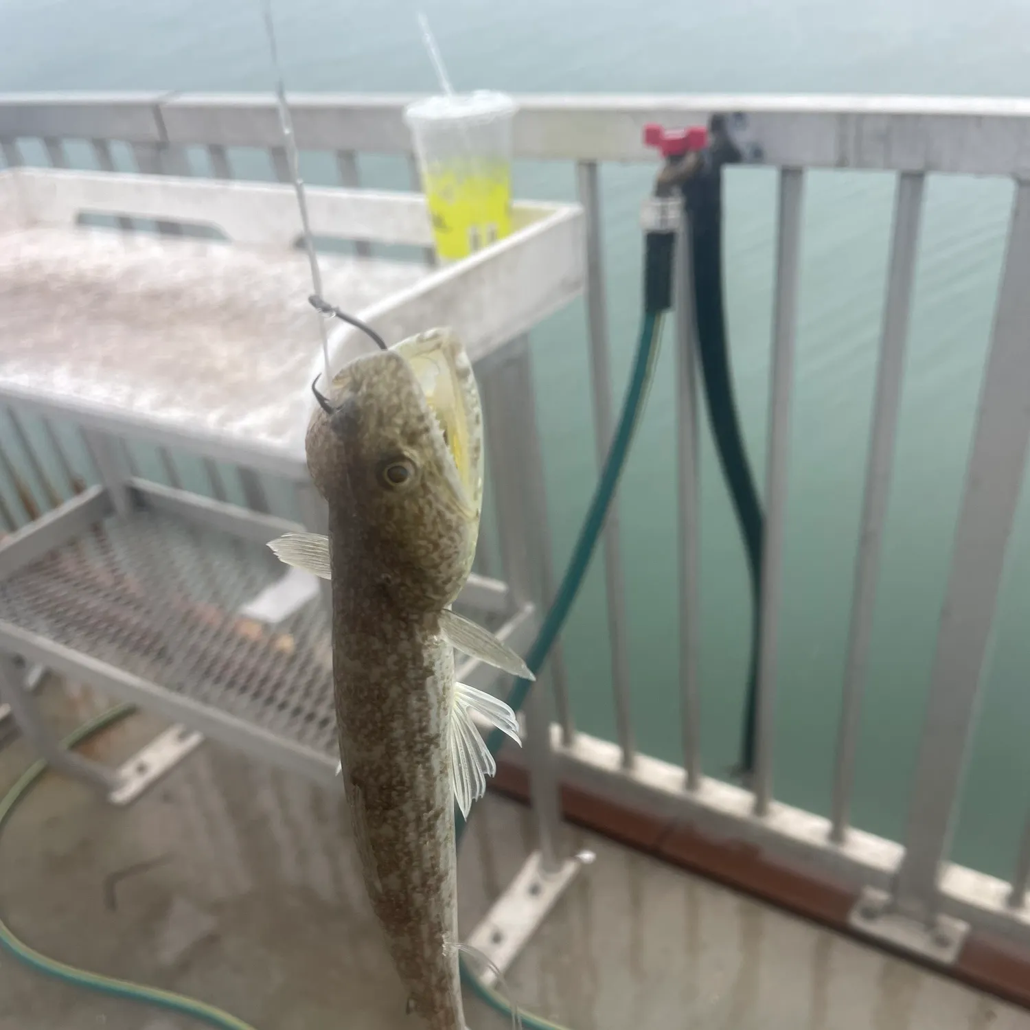 The most recent Inshore lizardfish catches on Fishbrain