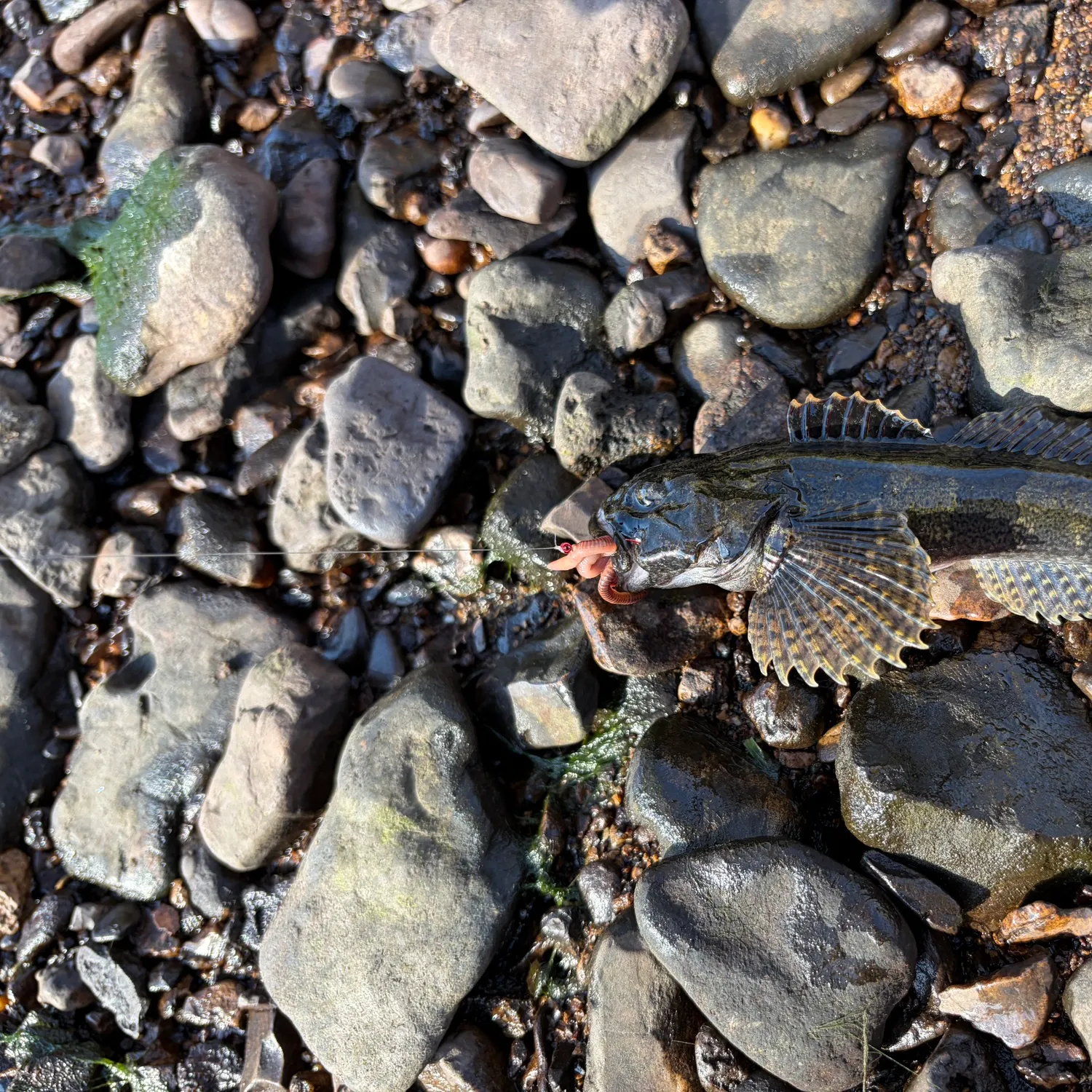 The most recent Shorthorn sculpin catches on Fishbrain