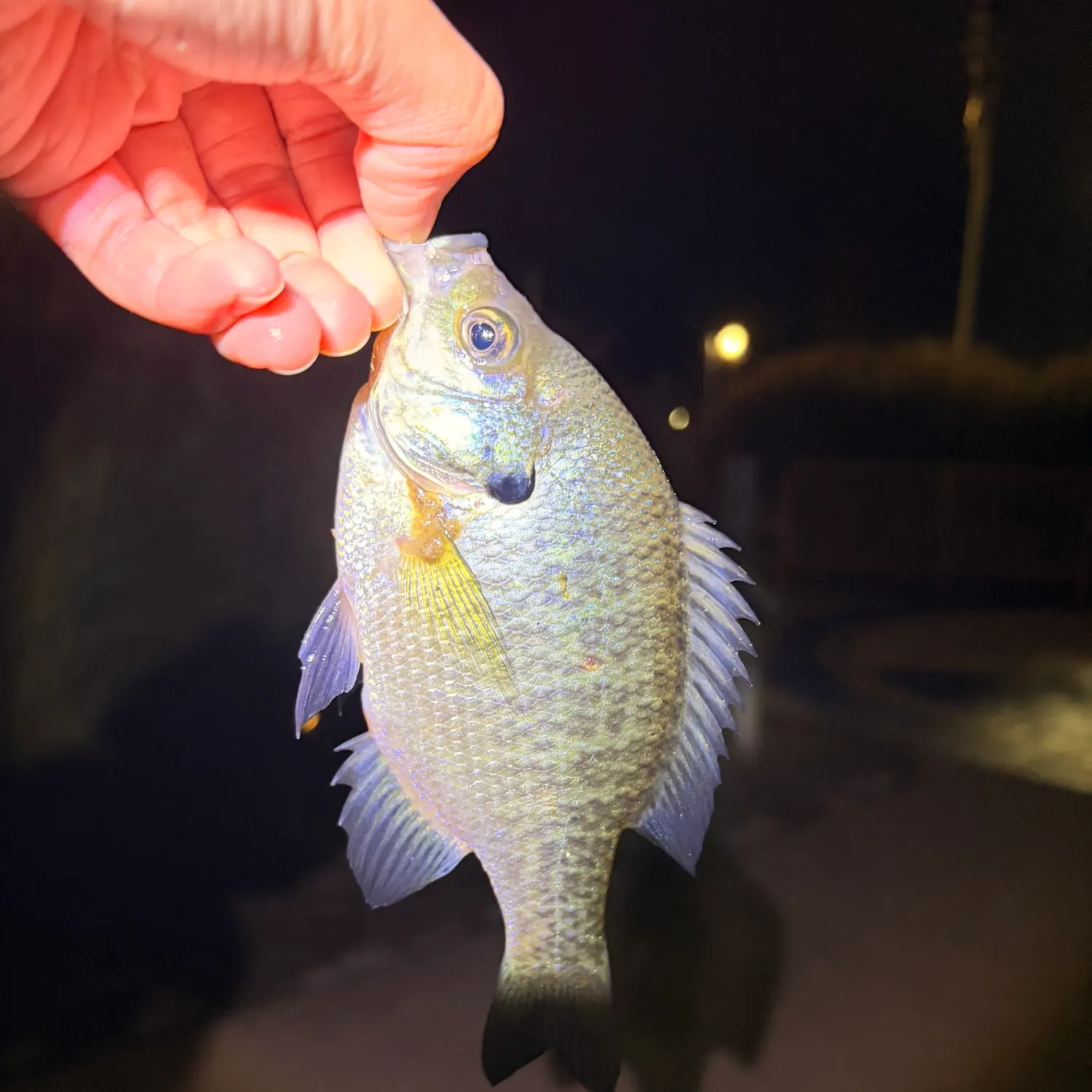 Bluegill caught on Fishbrain