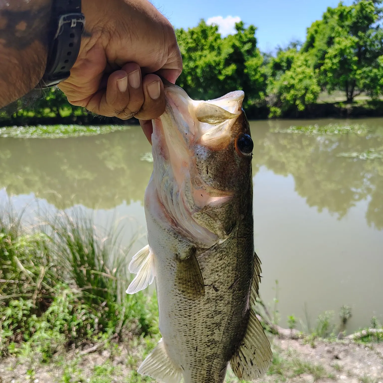 angler catch