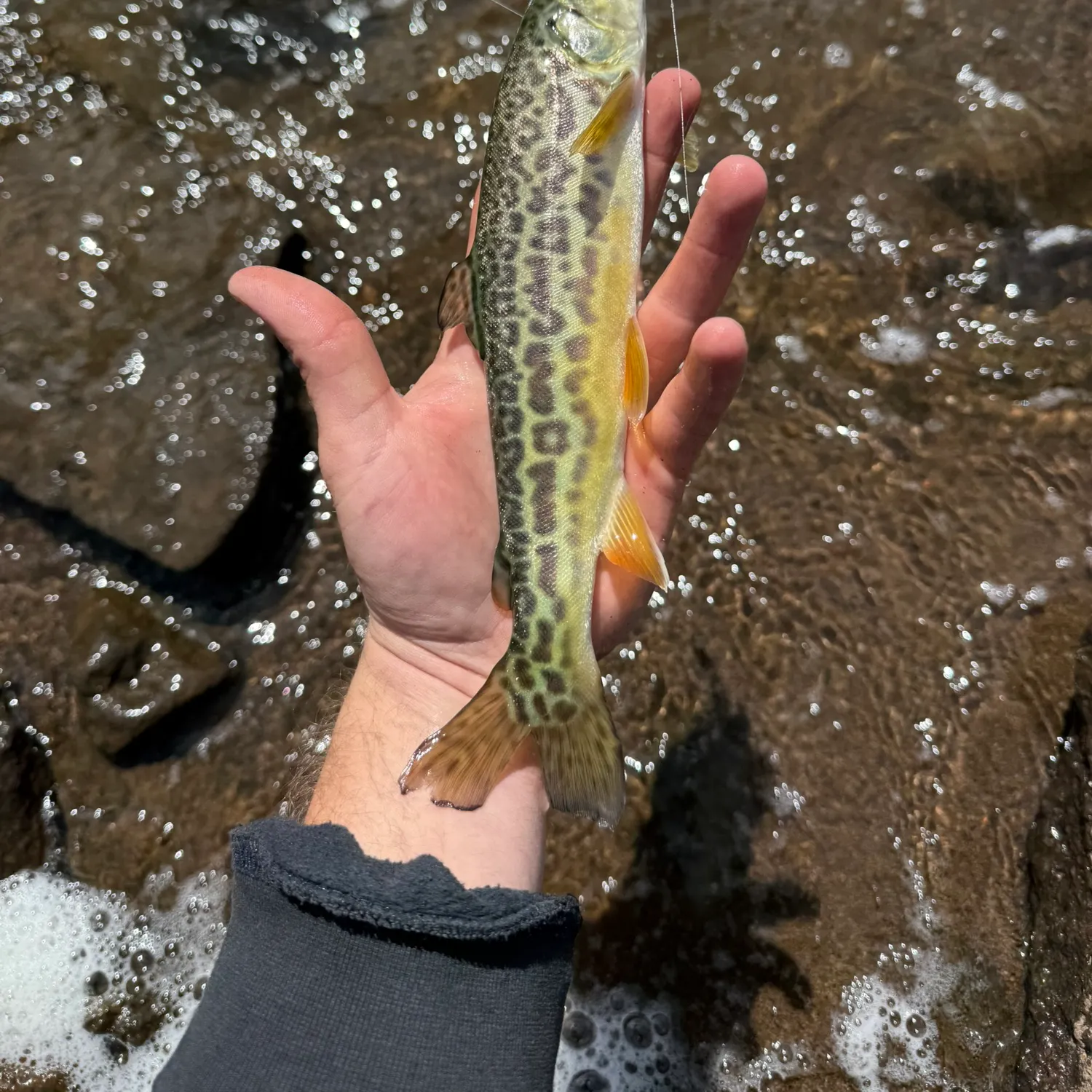 Fish caught on Fishbrain