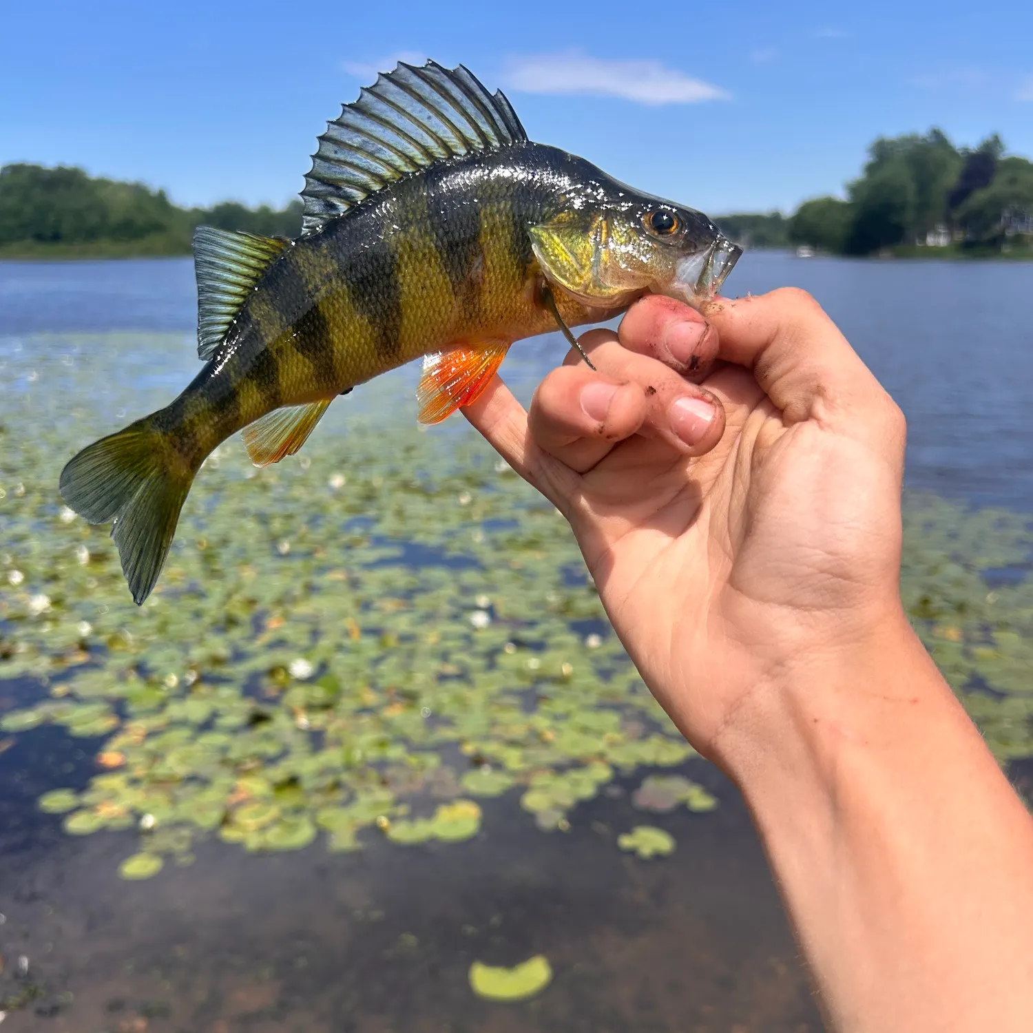 catch