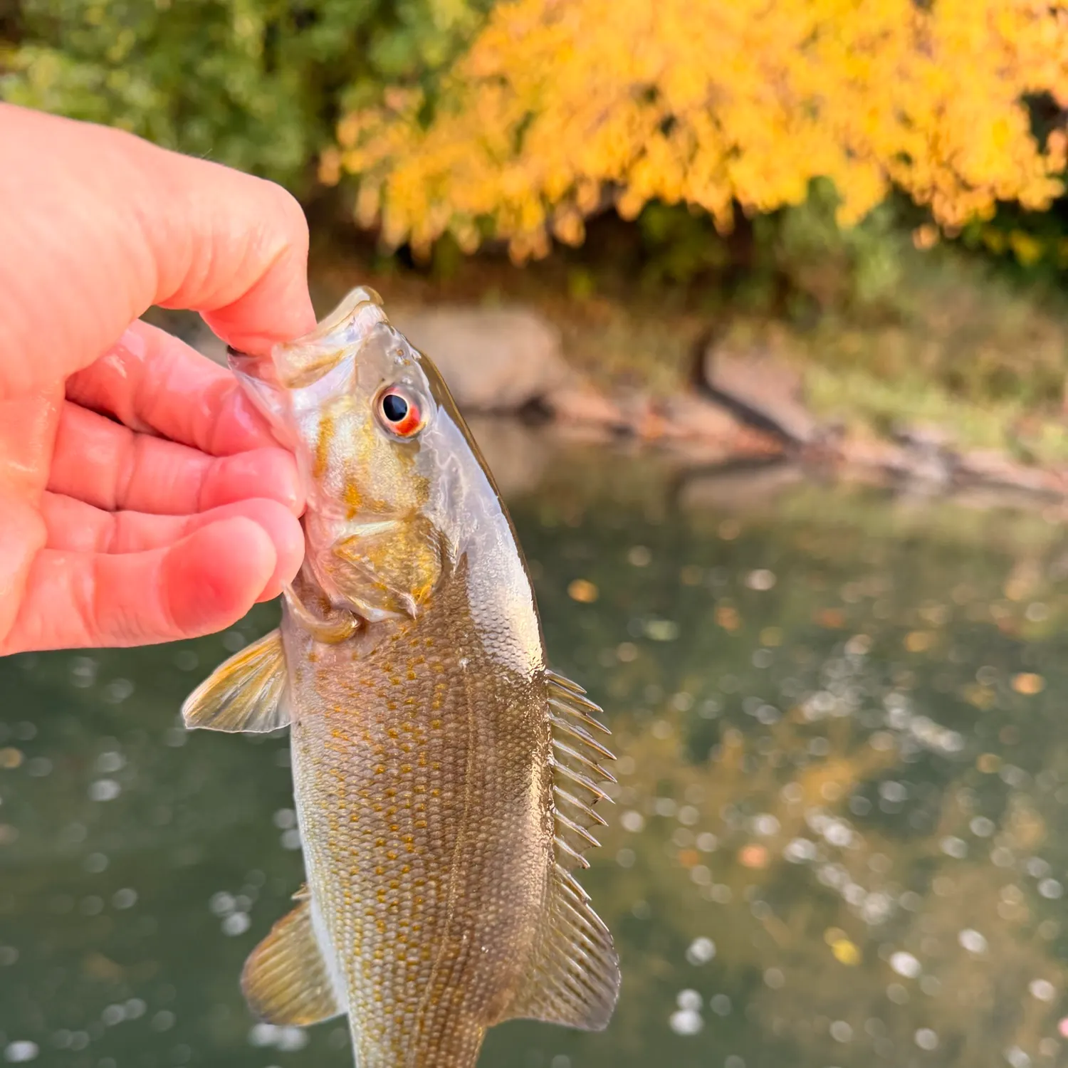 Smallmouth bass caught on Fishbrain