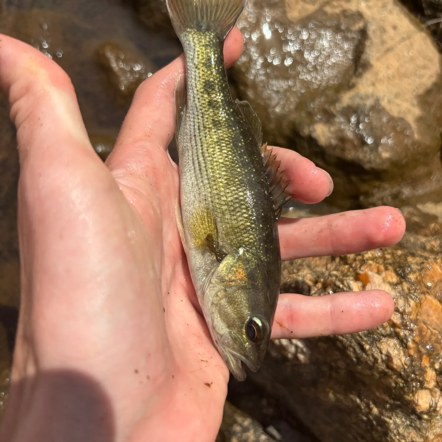 The most recent Tallapoosa bass catches on Fishbrain
