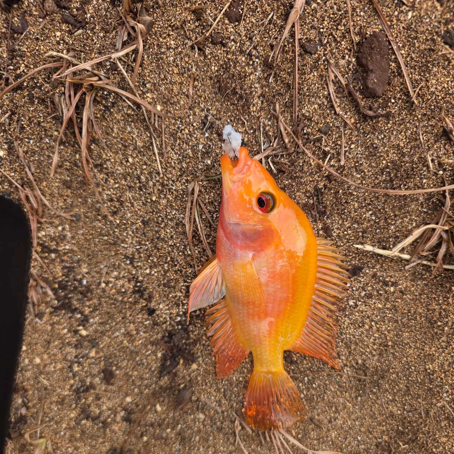 The most recent Red devil cichlid catches on Fishbrain