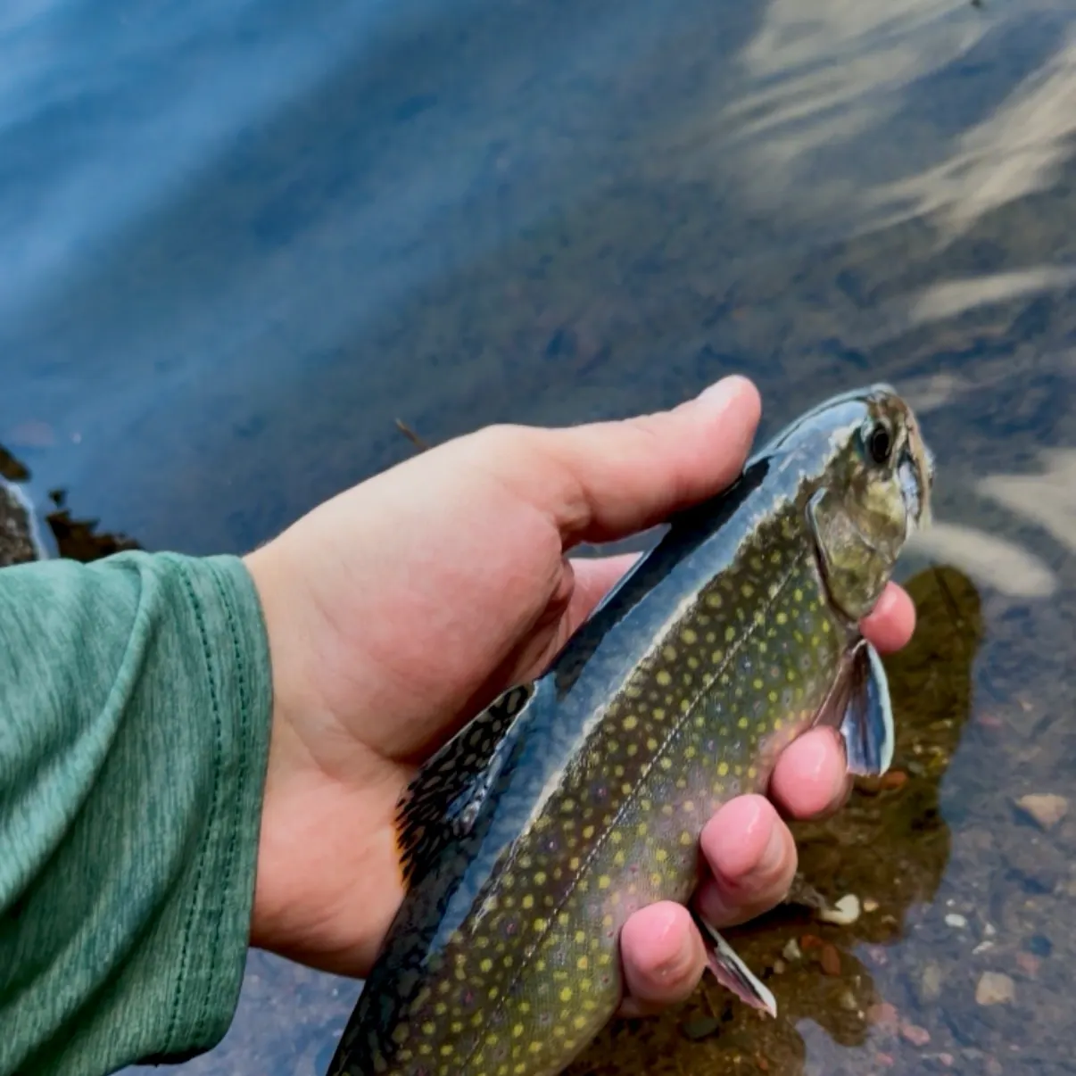 Brook trout caught on Fishbrain
