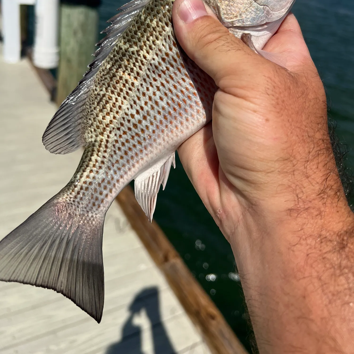 Mangrove snapper caught on Fishbrain