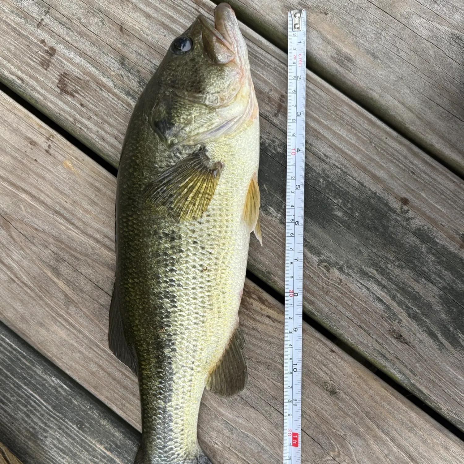 Largemouth bass caught on Fishbrain