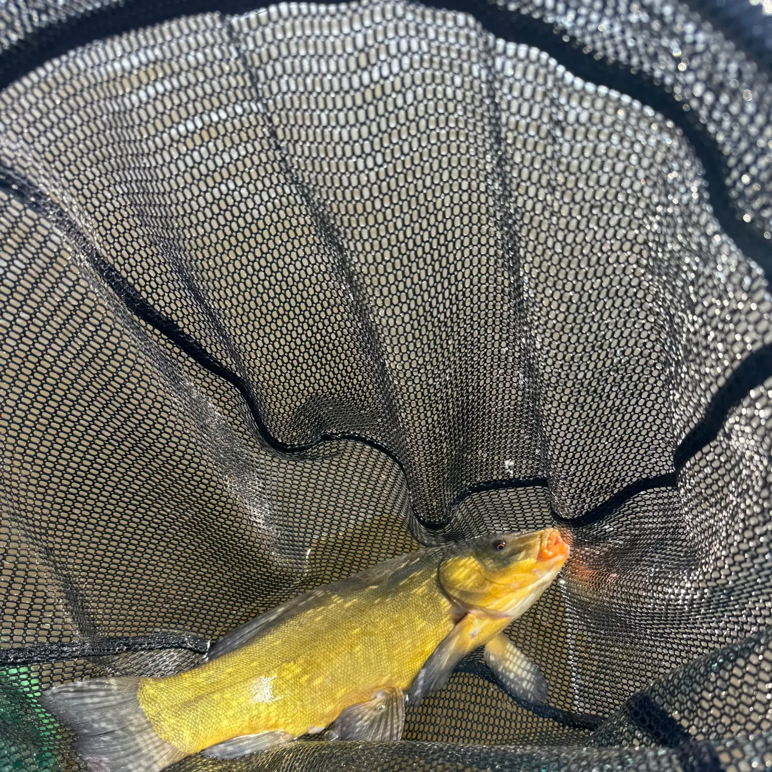 The most recent Tench catches on Fishbrain