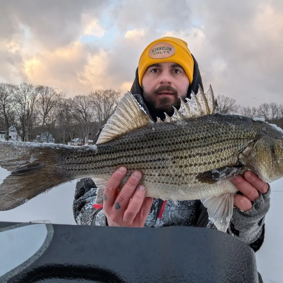 The most recent Hybrid striped bass catches on Fishbrain