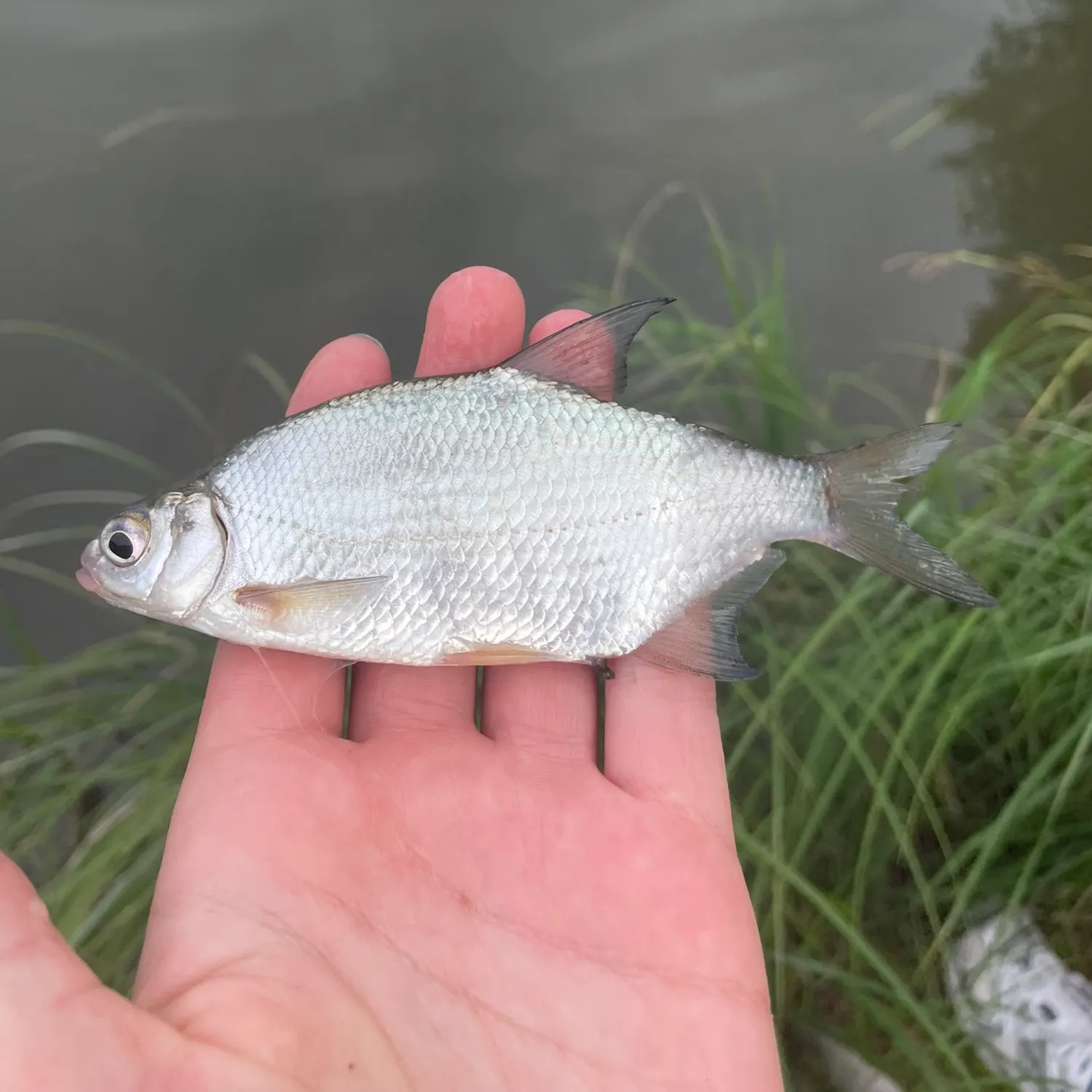 The most recent Zope catches on Fishbrain