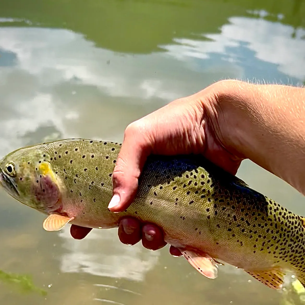 The most recent Rio Grande cutthroat trout catches on Fishbrain