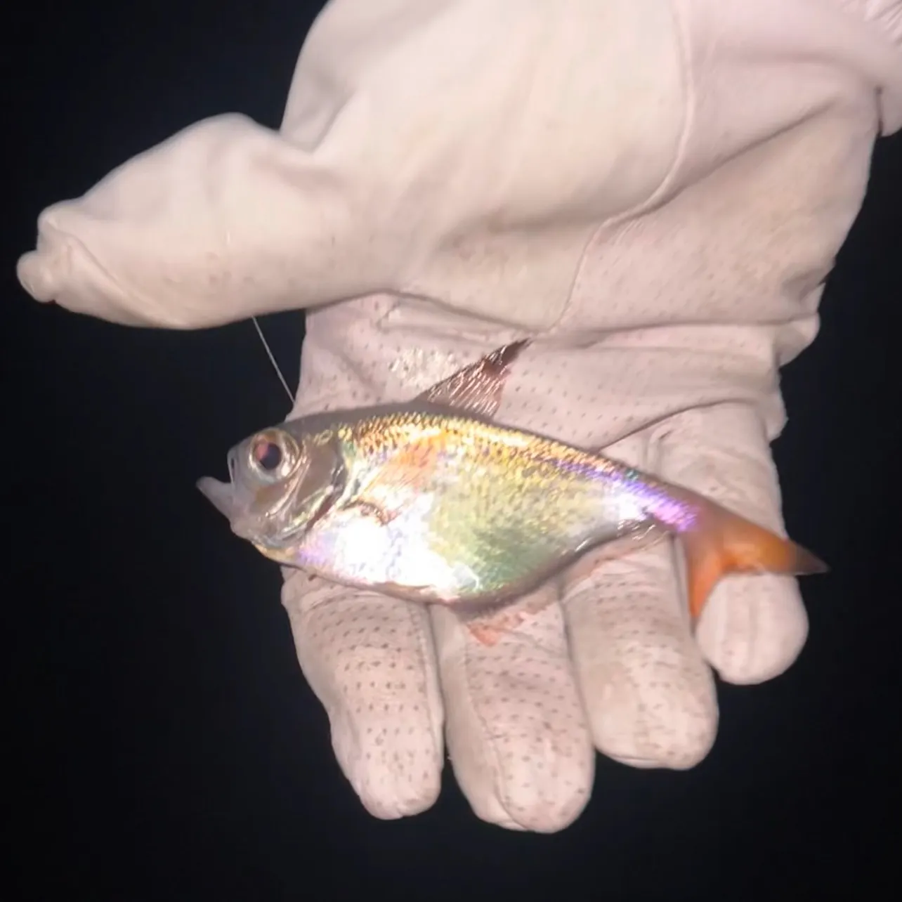 The most recent Vanikoro sweeper catches on Fishbrain