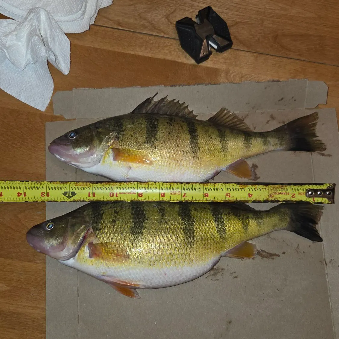 recently logged catches