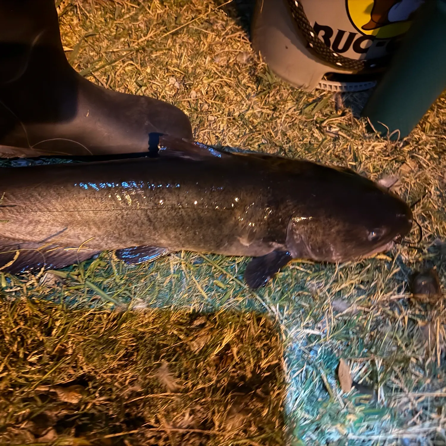 Channel catfish caught on Fishbrain