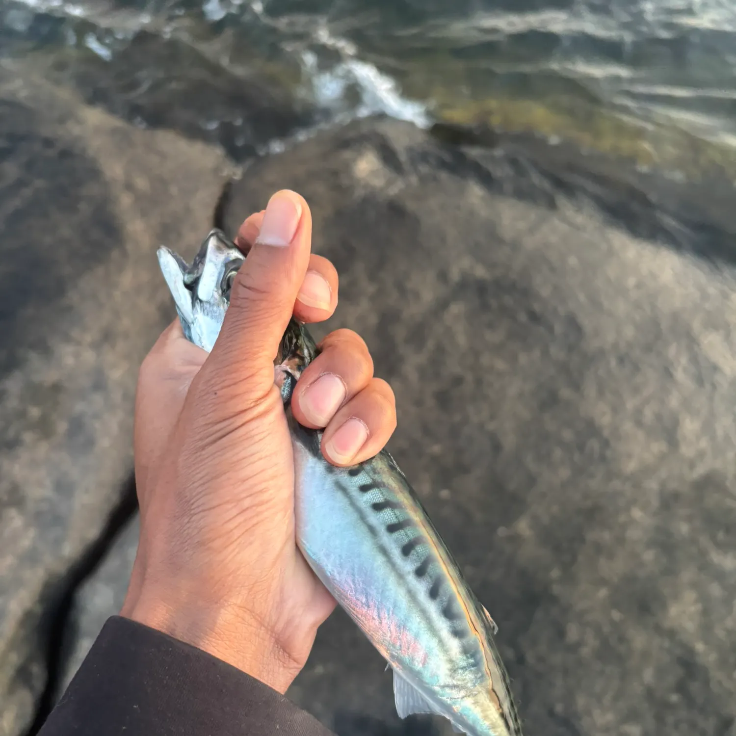 Atlantic mackerel caught on Fishbrain