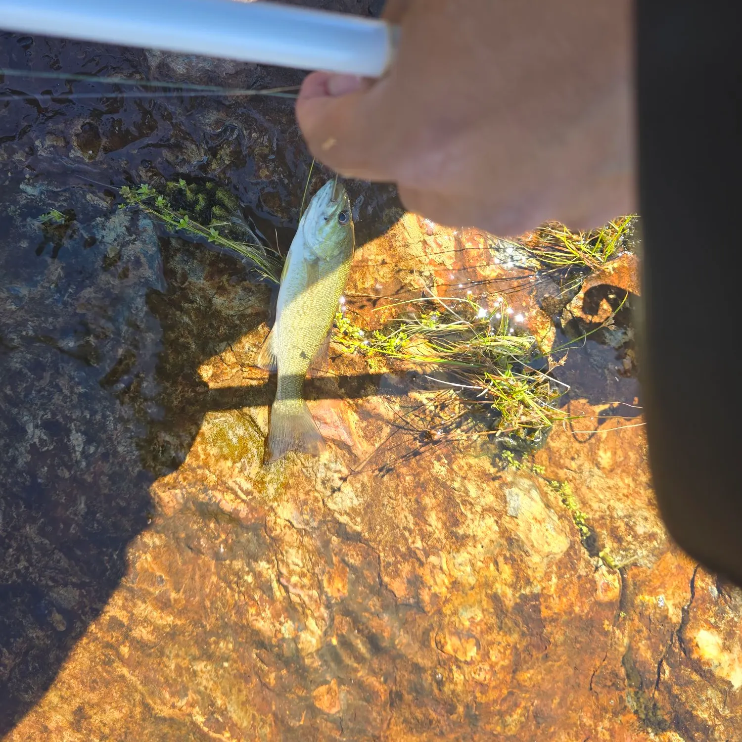 Smallmouth bass caught on Fishbrain