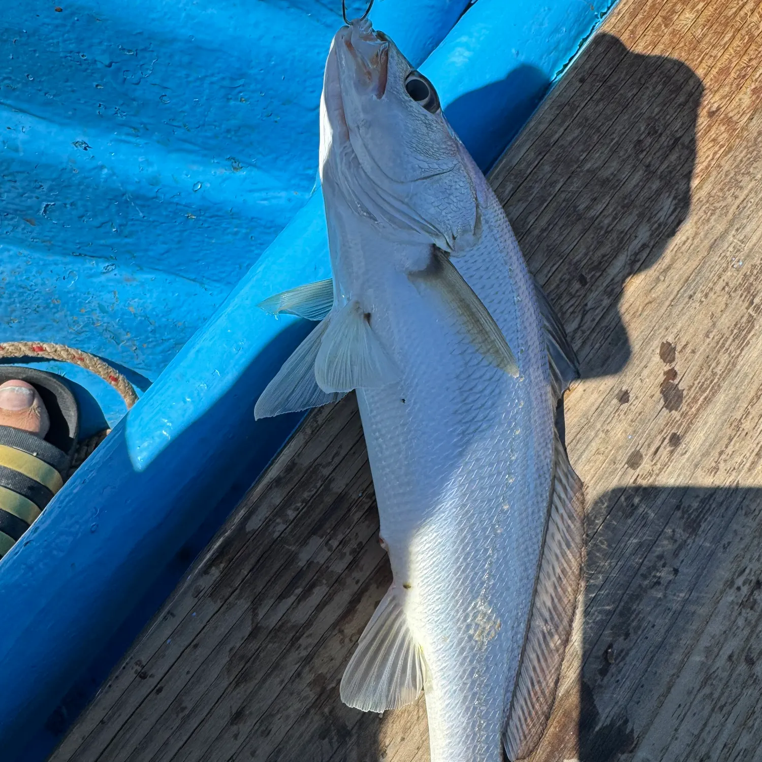 The most recent Japanese meagre catches on Fishbrain