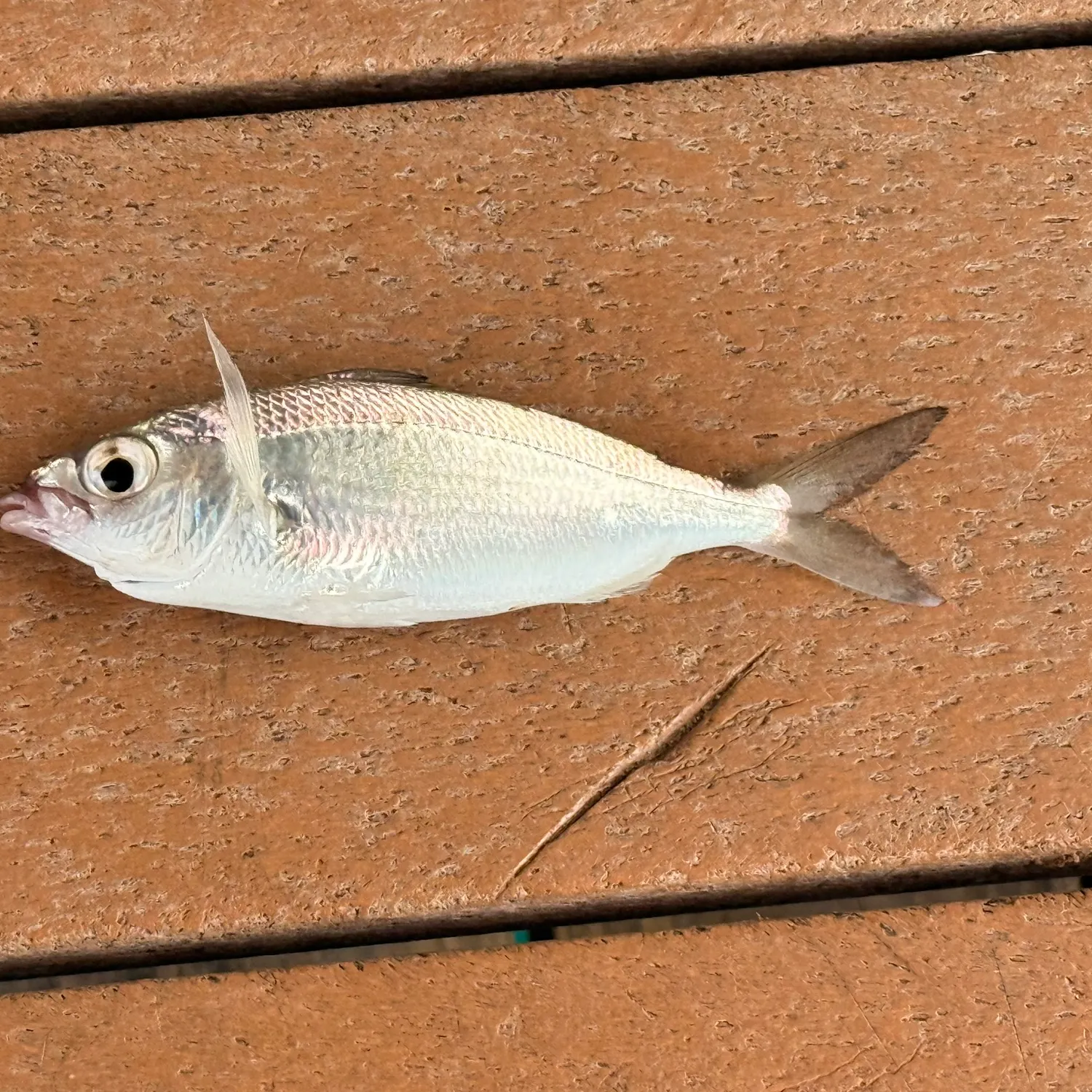 The most recent Atlantic spotfin mojarra catches on Fishbrain