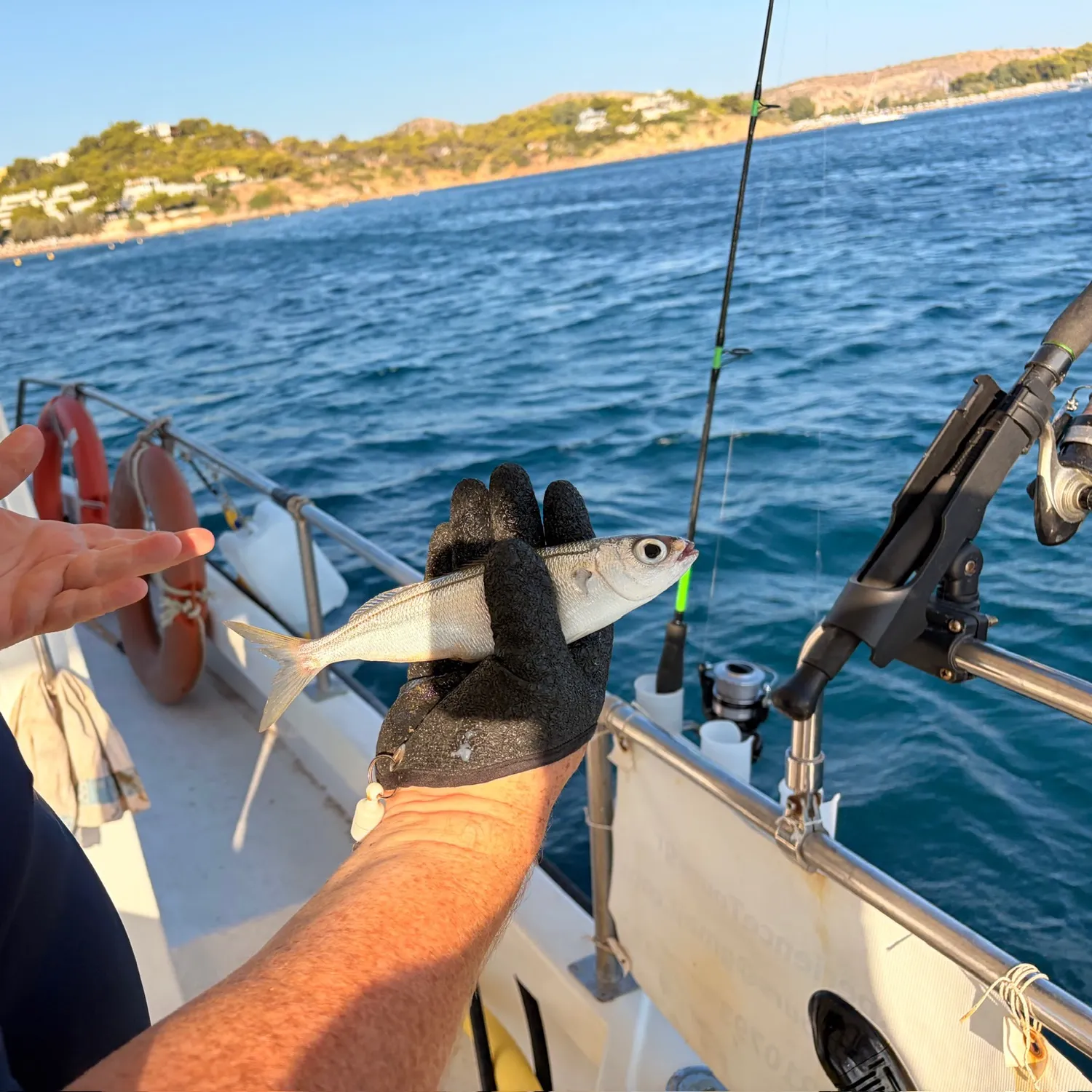 The most recent Bogue catches on Fishbrain