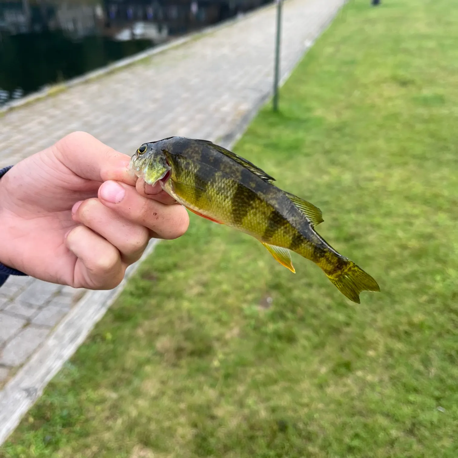 Yellow perch caught on Fishbrain
