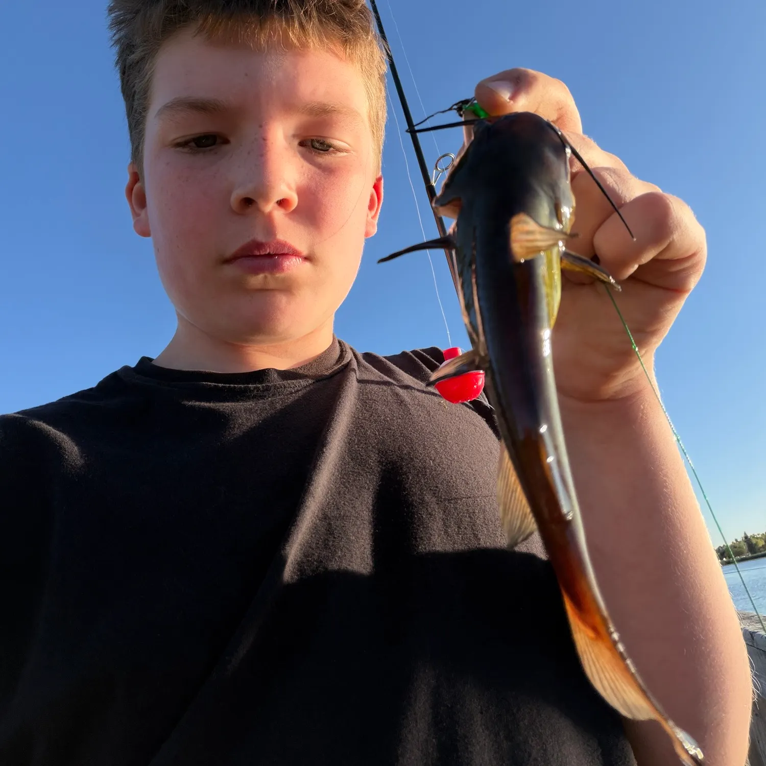 Yellow bullhead caught on Fishbrain